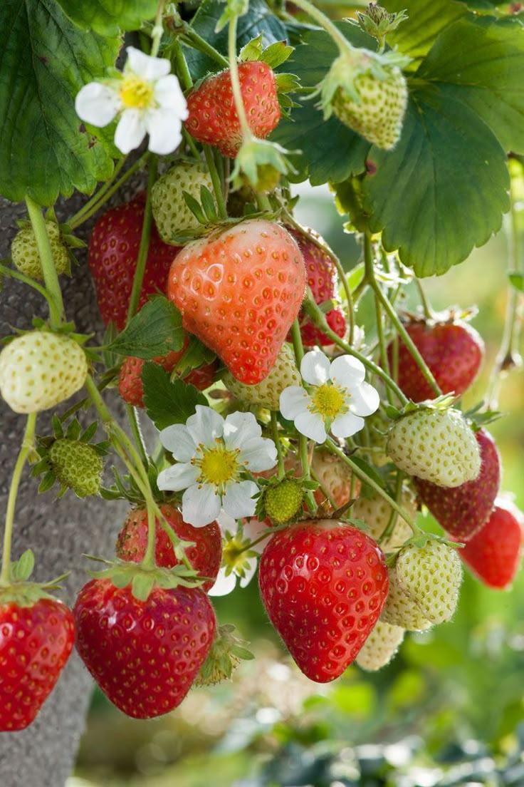 Wild Berry Medley: Pure Orchard Essence