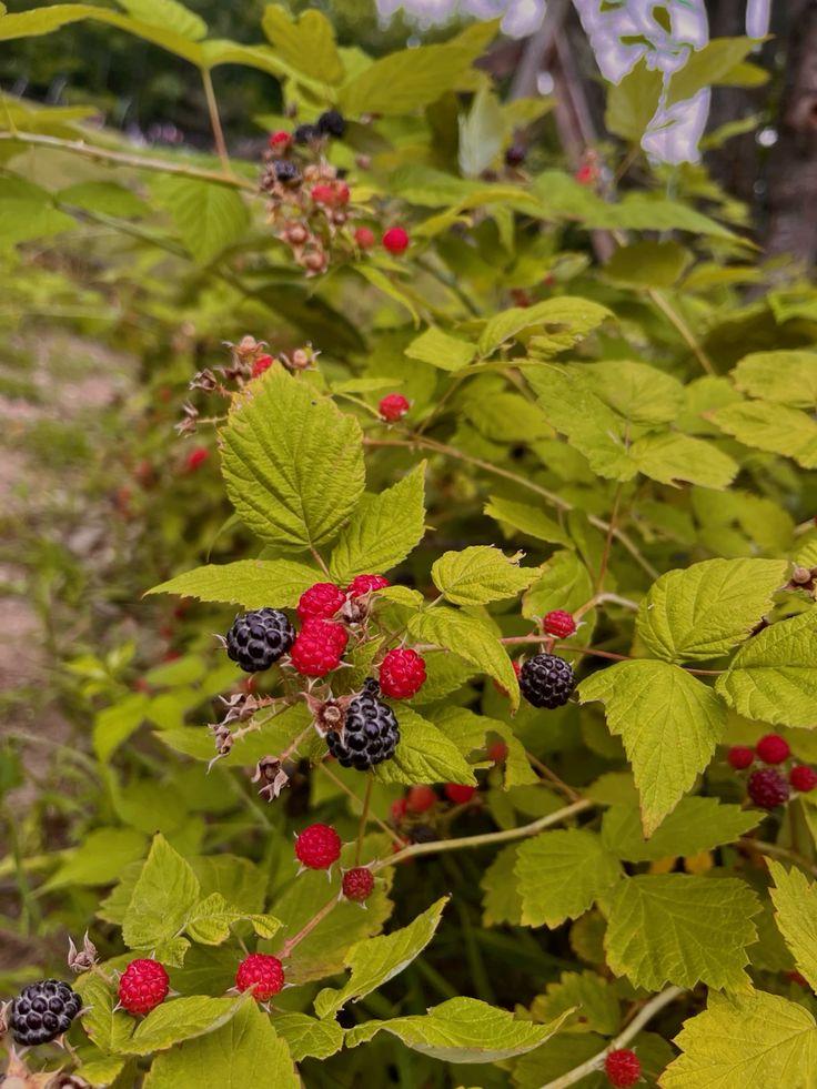Heirloom Berry Basket: Nature's Velvet Collection